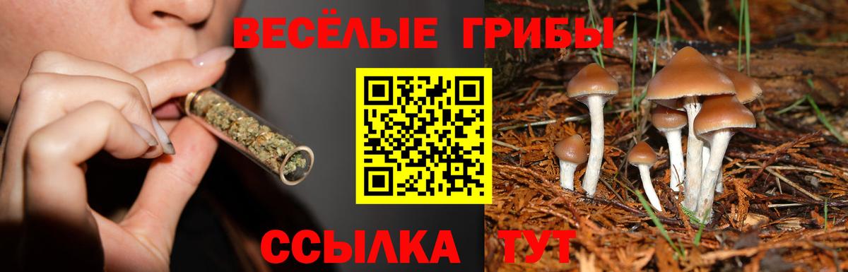 Галлюциногенные грибы MAGIC MUSHROOMS Моздок